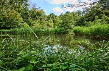 草木が生い茂る夏の池