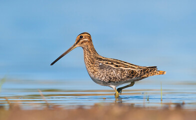 Common Snipe (Gallinago gallinago) is 
is a bird that lives in wetlands and feeds on aquatic invertebrates.
