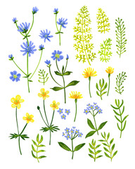 Wild flowers and herbs in the field. Summer plants in the wild. Cornflower, yellow buttercups, chicory, shepherd's purse, fern