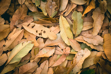 Autumn concept with Fallen brown dry leaves in the park for background. Picture Vintage color tone.