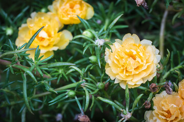 Yellow Common Purslane flowers are blooming on the background of green leaves. Eco environment concept.