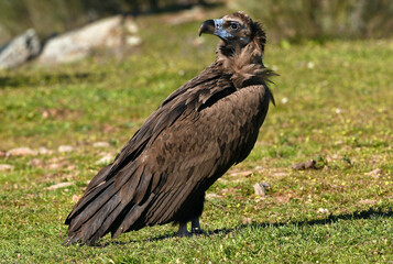 Cinereous vulture // Mönchsgeier (Aegypius monachus)
