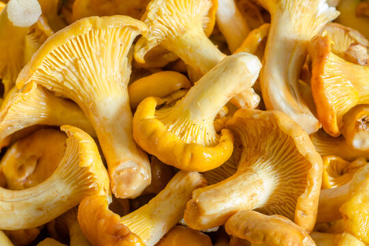 Kurki - pieprzniki jadalne - (Cantharellus cibarius). Smaczne leśne grzyby jadalne, umyte, przygotowane do gotowania.