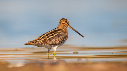 Common Snipe (Gallinago gallinago) is 
is a bird that lives in wetlands and feeds on aquatic invertebrates.
