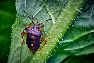 Rotbeinige Baumwanze ( Pentatoma rufipes ).