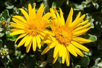 yellow dandelion flower