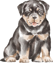 Rottweiler puppy illustration