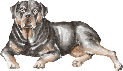 Rottweiler dog illustration