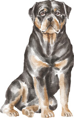 Rottweiler dog illustration