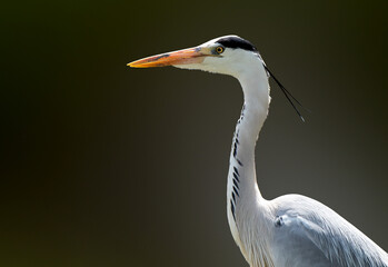 A portrait close-up shot side view shot of a grey heron. isolated