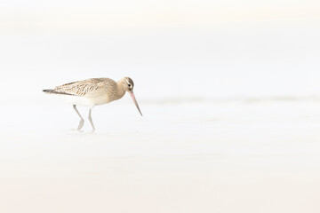 A bar-tailed godwit (Limosa lapponica) foraging during fall migration on the beach.