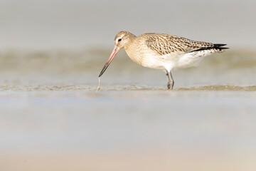 A bar-tailed godwit (Limosa lapponica) foraging during fall migration on the beach.