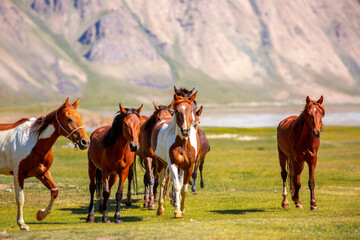 A herd of horses gallop forward against the backdrop of mountains. A herd of horses graze in the...