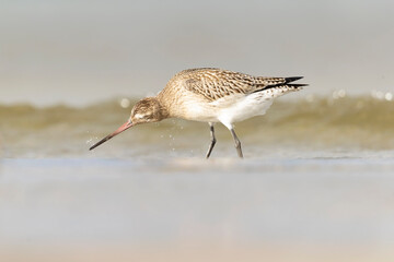A bar-tailed godwit (Limosa lapponica) foraging during fall migration on the beach.