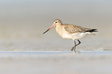 A bar-tailed godwit (Limosa lapponica) foraging during fall migration on the beach.