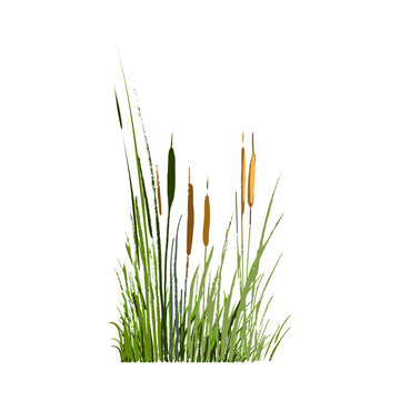 Image of a green reed or bulrush on a white background.Isolated vector drawing.