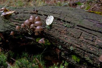 Leśne grzybki w ciemnym lesie © pinus25