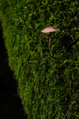 Leśne grzybki w ciemnym lesie