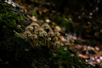 Leśne grzybki w ciemnym lesie © pinus25