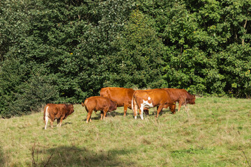 Naklejka na ściany i meble Family of brown cows, cows herd grazing in a grass field on the green trees background. Red angus calfs with his moms.