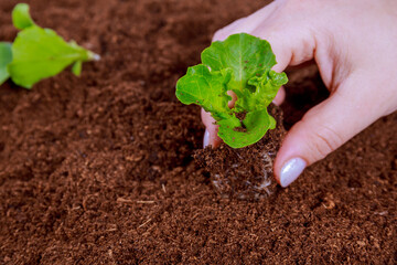 A woman puts a salad in peat. Transplantation of seedlings.