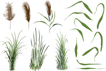 Image of a green reed or bulrush on a white background.Isolated vector drawing.
