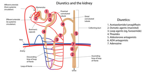 Diuretics and the kidney. Vector illustration - obrazy, fototapety, plakaty