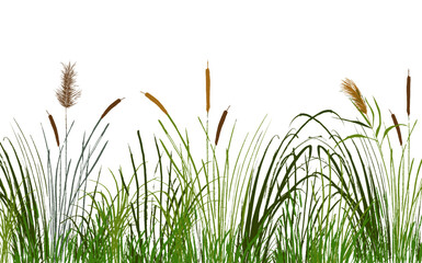 Image of a green reed or bulrush on a white background.Isolated vector drawing. - obrazy, fototapety, plakaty