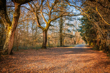 Obraz premium Forest road covered with fallen autumn leaves on an october day