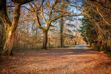 Forest road covered with fallen autumn leaves on an october day