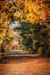 Pathway of a forest and tunnel of leaves on a sunny Autumn day in France