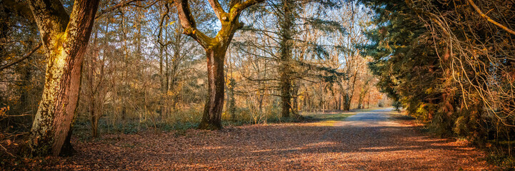 Forest road covered with fallen autumn leaves on an october day