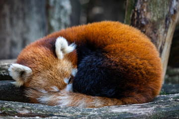 A red panda sleeps in the forest - Powered by Adobe