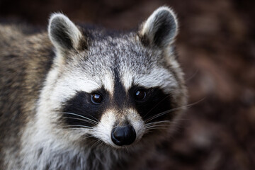 Portrait of a raccoon in the forest