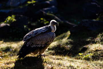 Portrait of a griffon vulture in the forest during sunrise