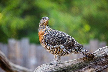 Portrait of a western capercaillie in the forest