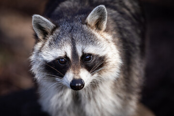 Portrait of a raccoon in the forest - obrazy, fototapety, plakaty