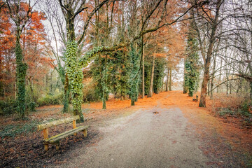 Forest on an Autumn day with fallen leaves on the ground with a wooden bench