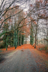 Fototapeta na wymiar path in the woods on an autumn day