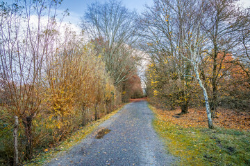Country road in Autumn in a French forest in Gironde