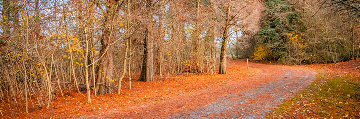 Obraz premium path in the woods on an autumn day