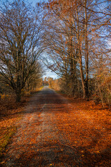 French forest path in the fall with orange leaves in Autumn