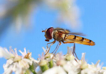 Schwebfliege auf weißer Blüte