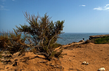 Punta delle formiche