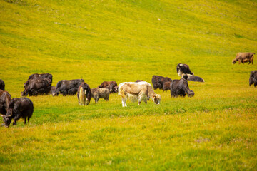 A herd of yaks graze in the mountains. Himalayan big yak in a beautiful landscape. Hairy cow cattle wild animal in nature in Tibet. Sunny summer day in the wild. Farm animal in Nepal and Tibet.