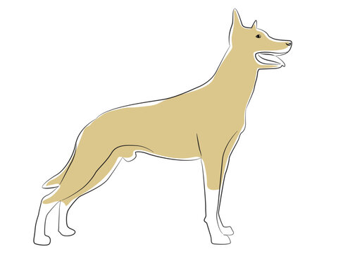 german shepherd dog breed vector illustration.A detailed animal silhouette of a pet dog. For shephard lovers every where.Color full height silhouette of a dog.