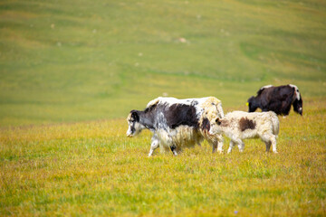 Obraz premium A herd of yaks graze in the mountains. Himalayan big yak in a beautiful landscape. Hairy cow cattle wild animal in nature in Tibet. Sunny summer day in the wild. Farm animal in Nepal and Tibet.