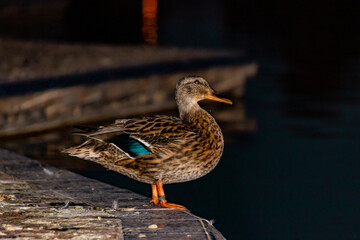 brown, white and turquoise colored duck leaning on the edge of the pond, at dusk, duck smiling