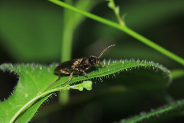 agrilus planipennis insect macro photo