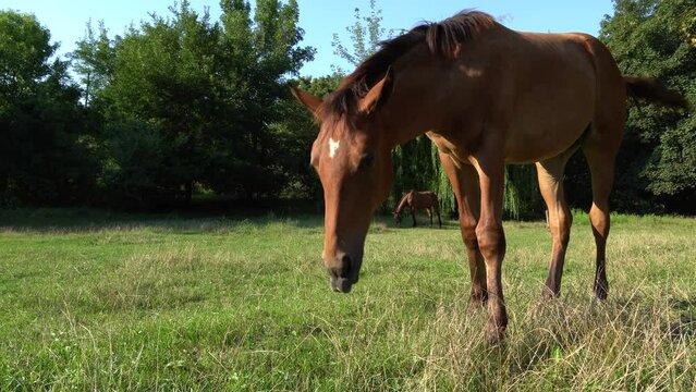 Beautiful little foal grazing in pasture. Brown horse eating green grass. Little foal equus caballus with black tail and mane on the field. Ginger perissodactyla pluck and eating plants on sunny day.